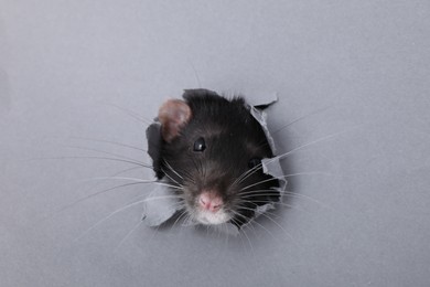 Cute small rat looking out of hole in grey paper sheet, closeup