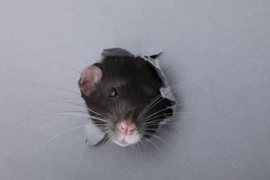 Photo of Cute small rat looking out of hole in grey paper sheet, closeup