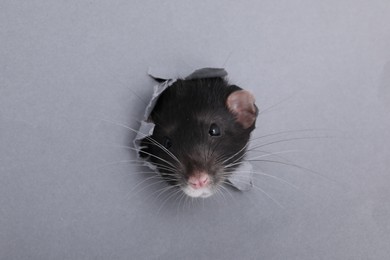 Cute small rat looking out of hole in grey paper sheet, closeup