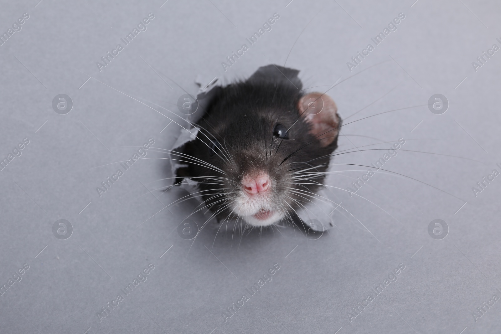 Photo of Cute small rat looking out of hole in grey paper sheet, closeup