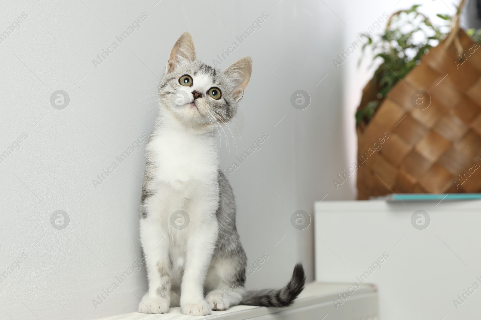 Photo of Cute little kitten on radiator at home