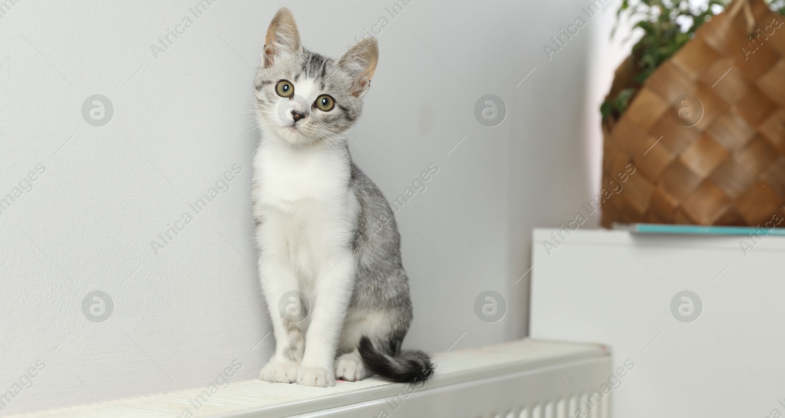 Photo of Cute little kitten on radiator at home