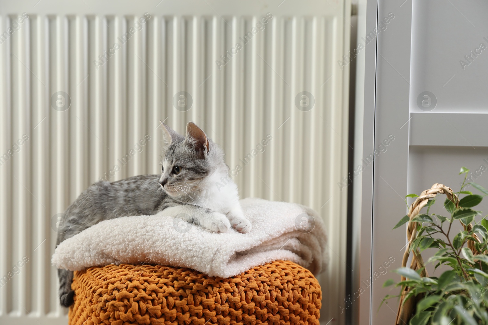 Photo of Cute little kitten on pouf near radiator at home