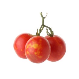 Photo of Branch with ripe tomatoes isolated on white