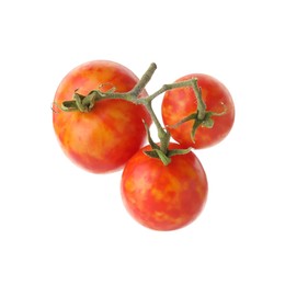 Branch with ripe tomatoes isolated on white