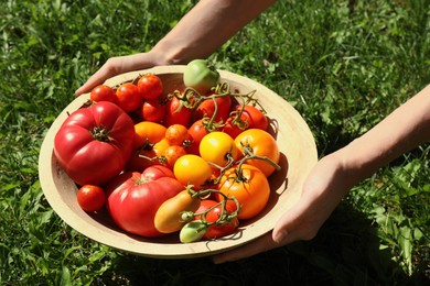 Photo of Woman holding bowl of different fresh tomatoes on sunny day, closeup