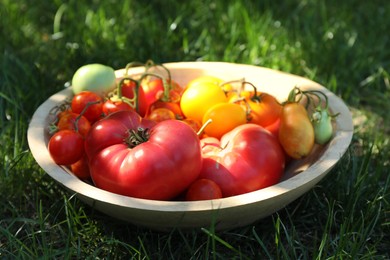 Photo of Different fresh tomatoes in bowl on green grass outdoors, closeup