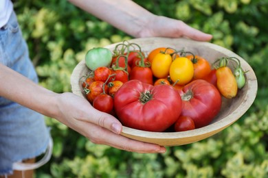 Photo of Woman holding bowl of different fresh tomatoes outdoors, closeup