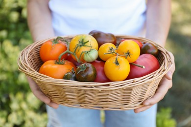 Photo of Woman holding wicker basket of different fresh tomatoes outdoors, closeup