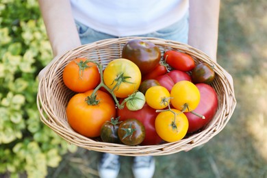 Photo of Woman holding wicker basket of different fresh tomatoes outdoors, top view