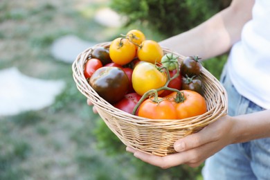 Photo of Woman holding wicker basket of different fresh tomatoes outdoors, closeup