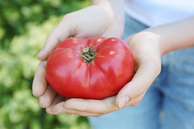 Photo of Woman holding fresh ripe tomato outdoors, closeup