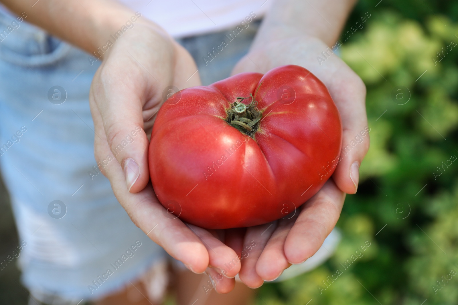 Photo of Woman holding fresh ripe tomato outdoors, closeup