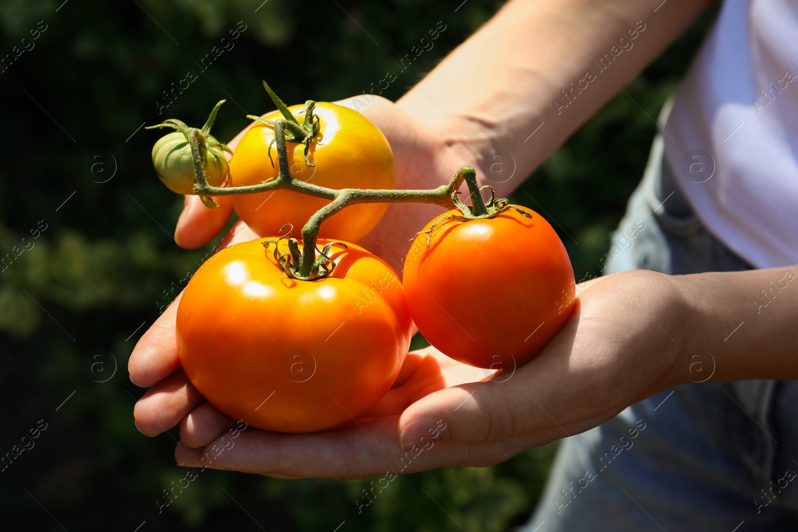 Photo of Woman holding branch of fresh tomatoes outdoors, closeup