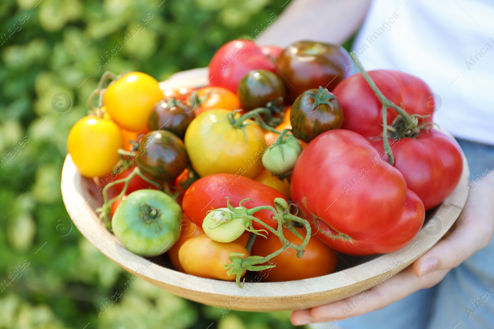 Photo of Woman holding bowl of different fresh tomatoes outdoors, closeup