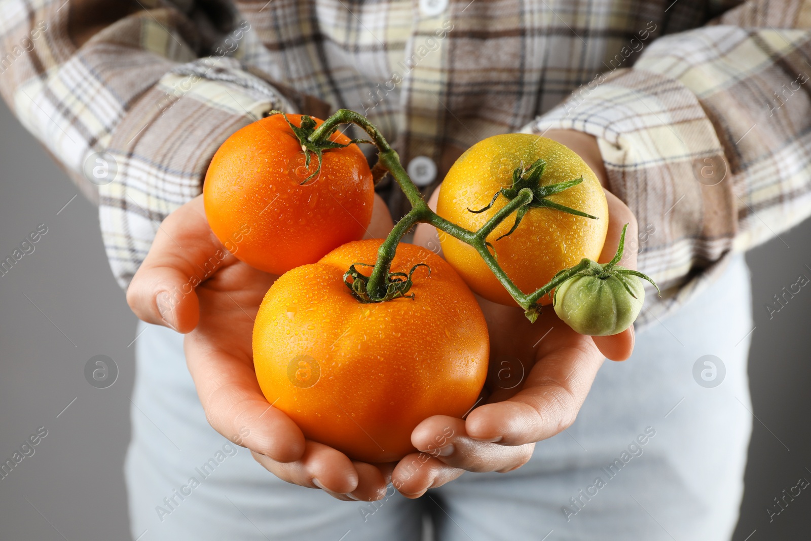 Photo of Woman holding fresh wet tomatoes on grey background, closeup