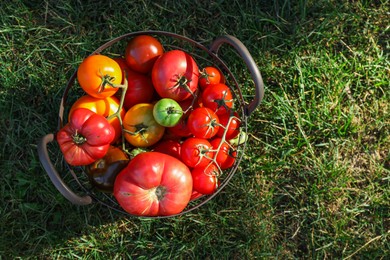 Photo of Different fresh tomatoes in metal basket on green grass outdoors, top view