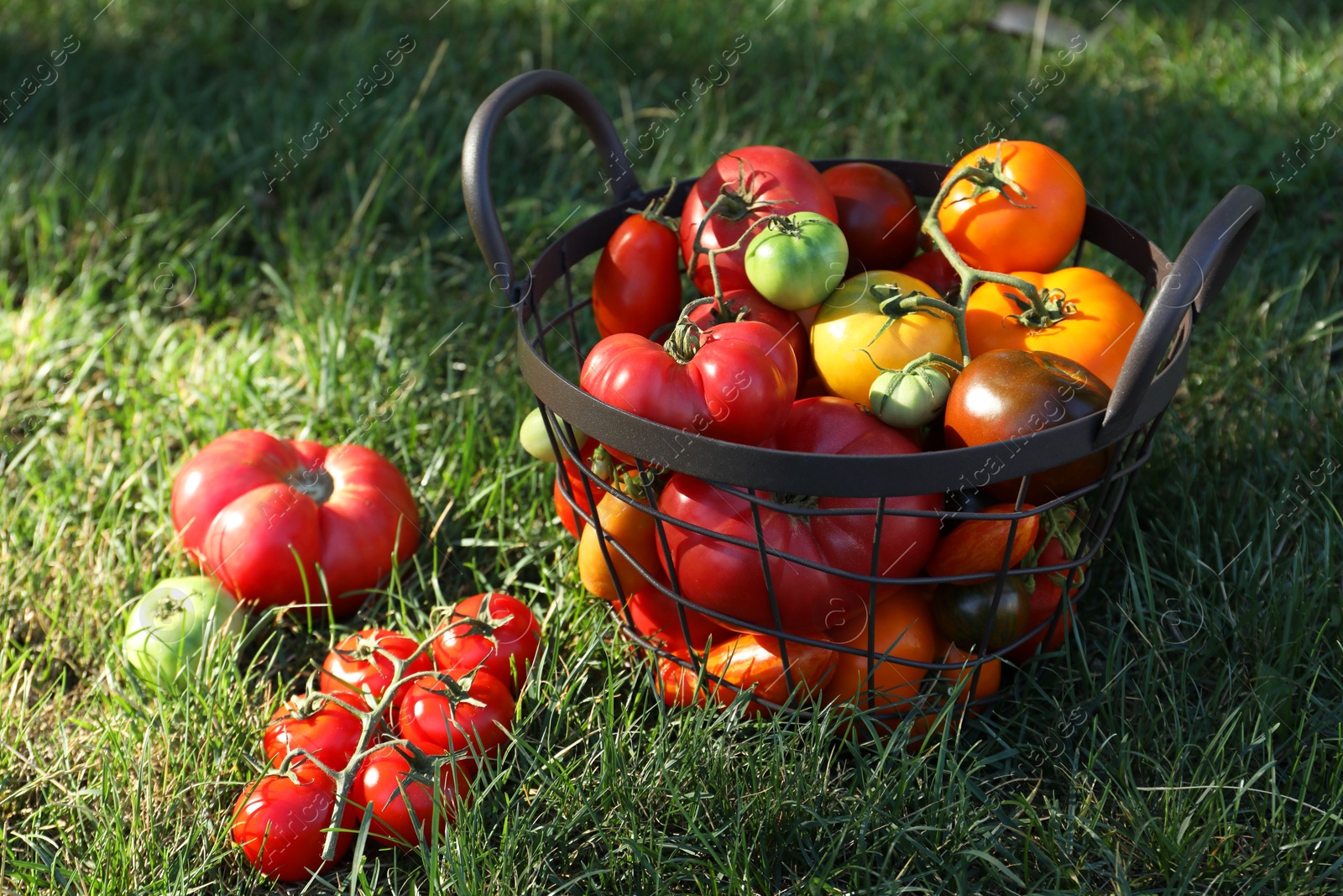 Photo of Different fresh tomatoes in metal basket on green grass outdoors