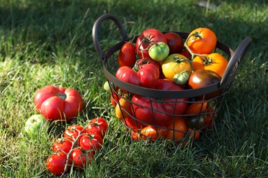 Photo of Different fresh tomatoes in metal basket on green grass outdoors