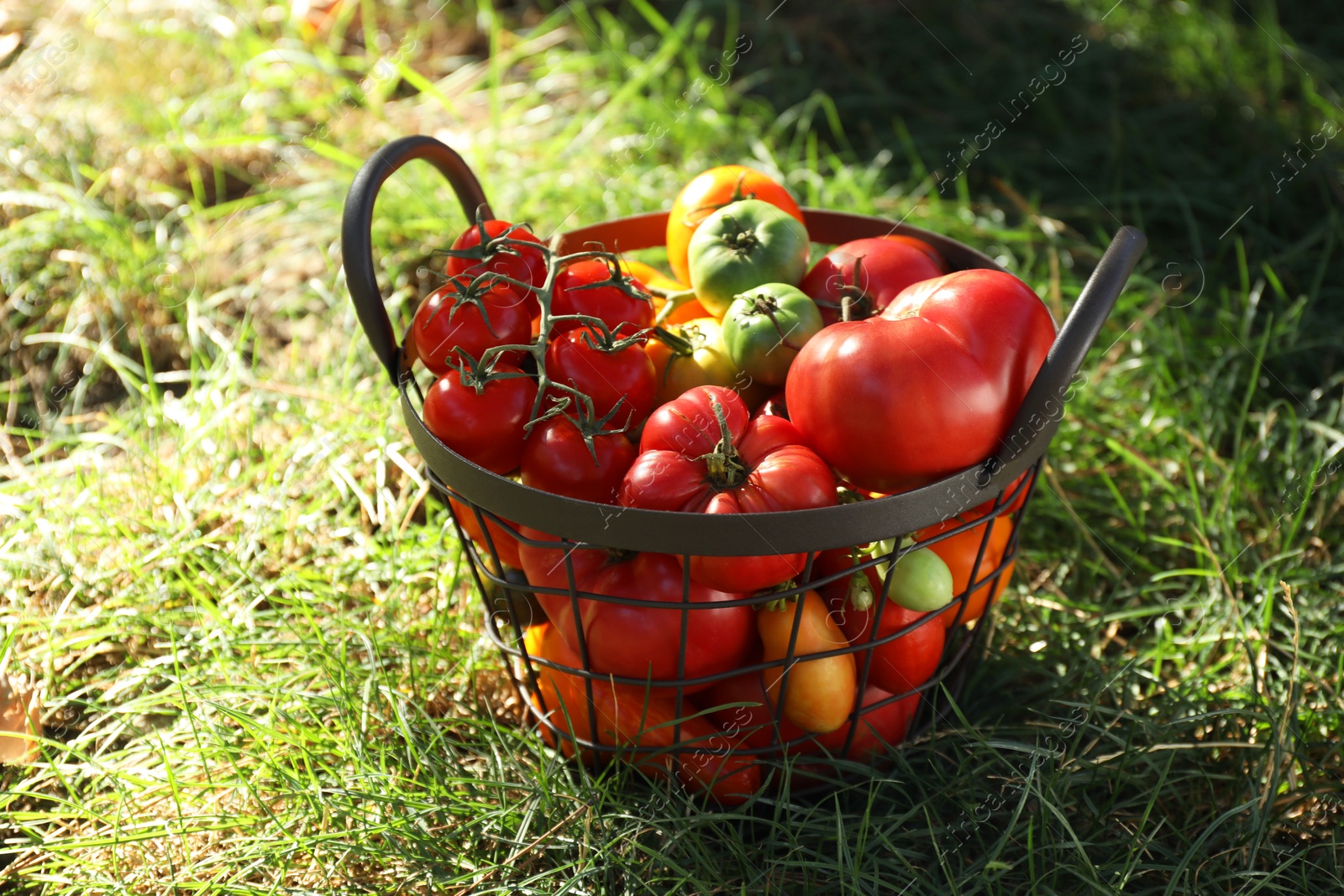 Photo of Different fresh tomatoes in metal basket on green grass outdoors