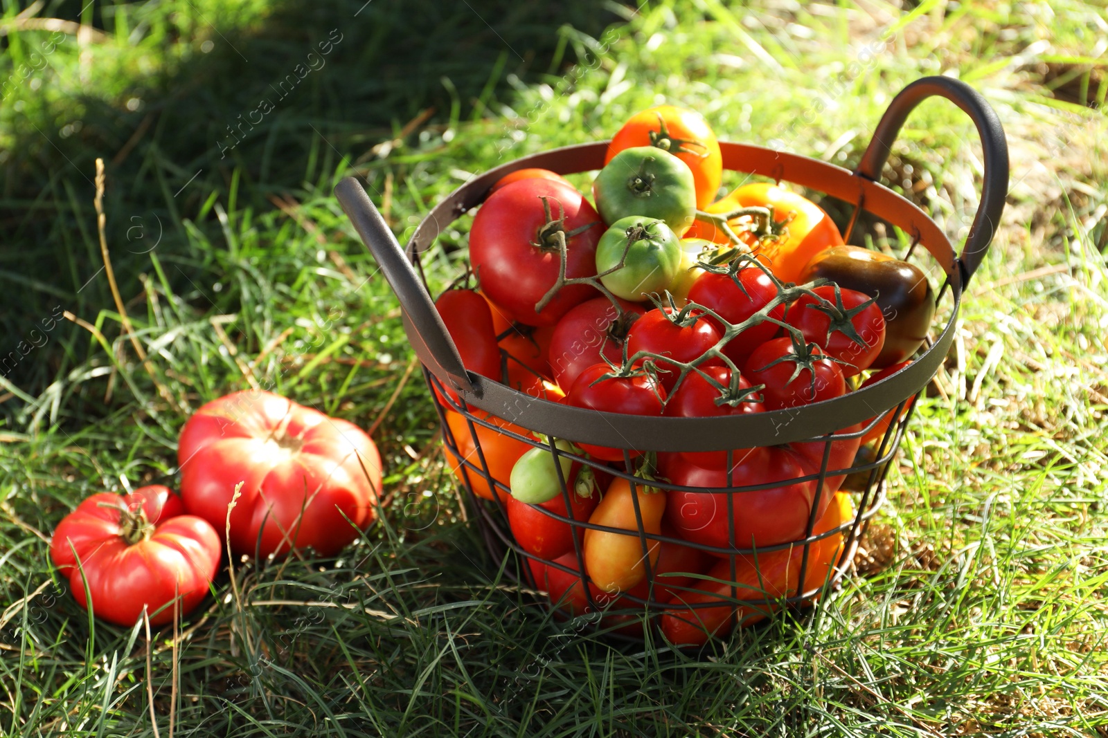 Photo of Different fresh tomatoes in metal basket on green grass outdoors