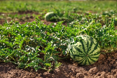 Ripe watermelon growing in field on sunny day