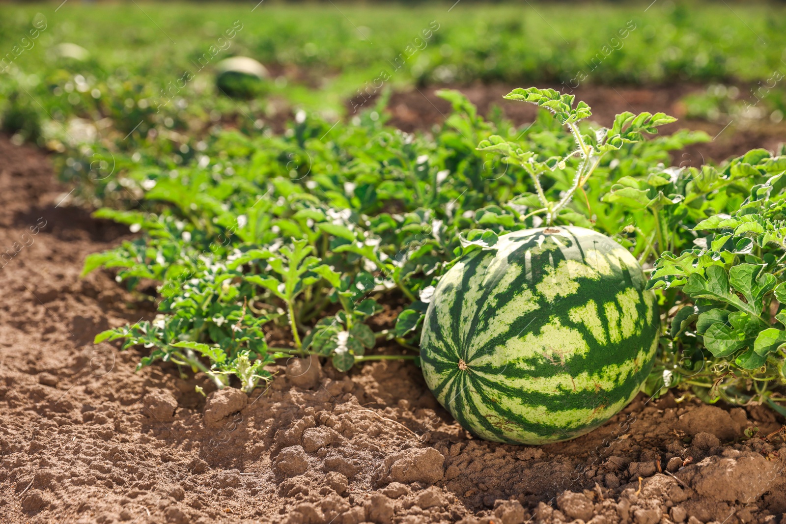 Photo of Ripe watermelon growing in field on sunny day