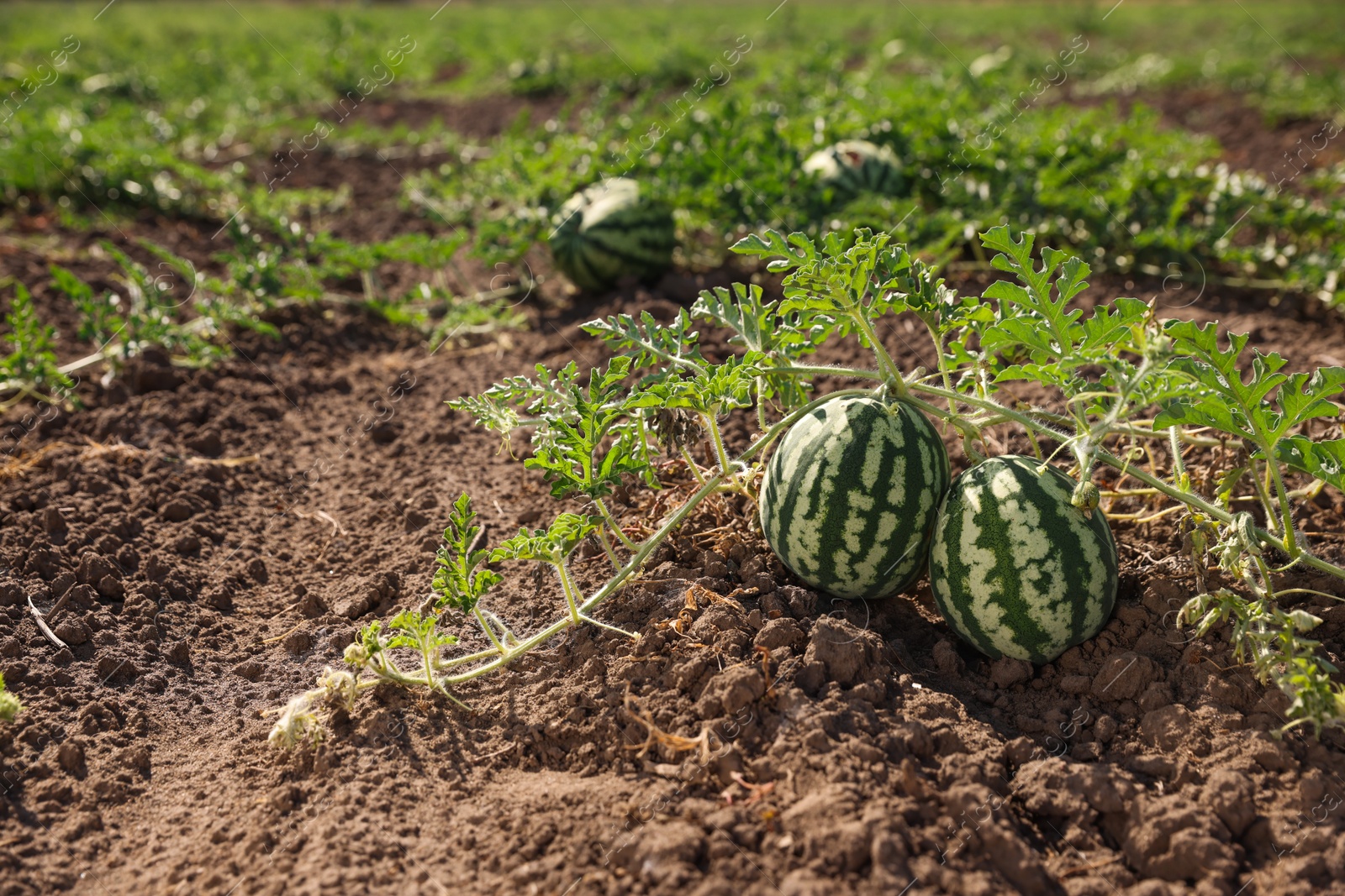 Photo of Ripe watermelons growing in field on sunny day