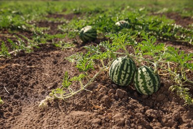 Photo of Ripe watermelons growing in field on sunny day