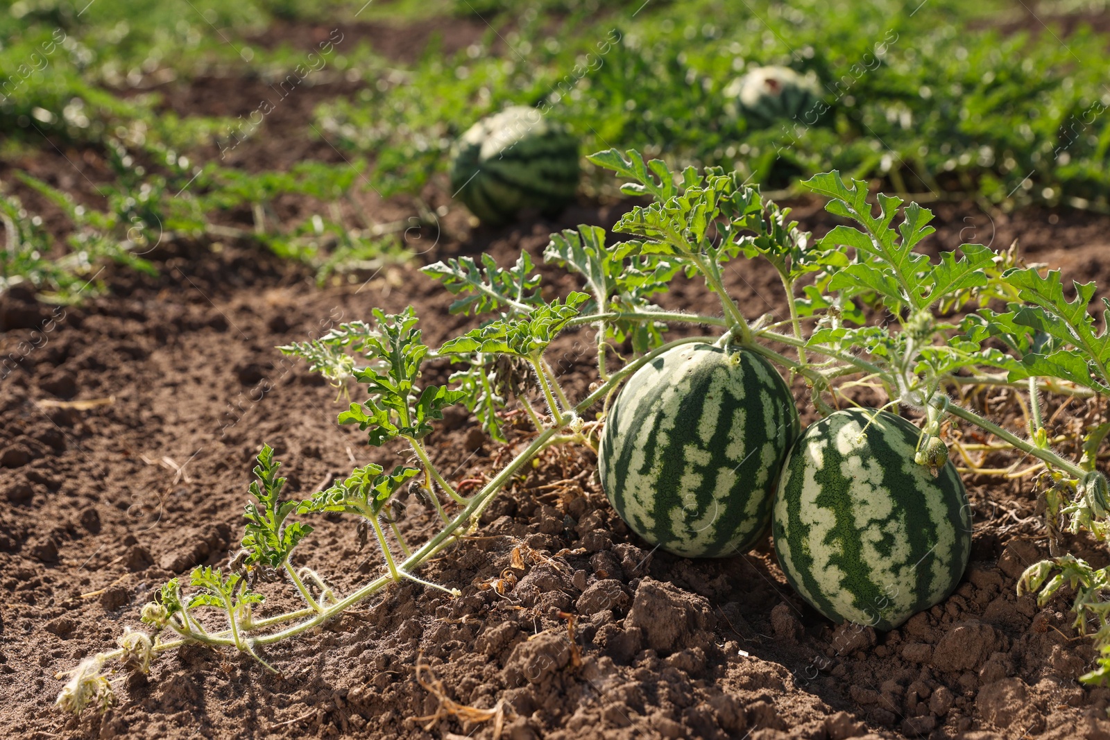 Photo of Ripe watermelons growing in field on sunny day