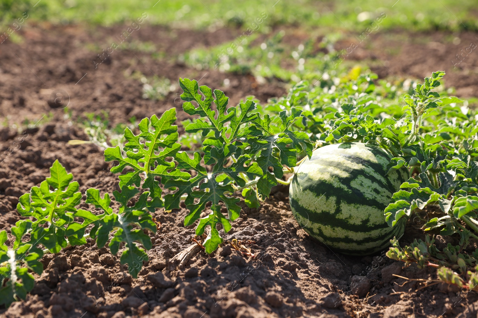 Photo of Ripe watermelon growing in field on sunny day