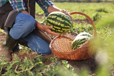 Photo of Man picking ripe watermelons in field, closeup