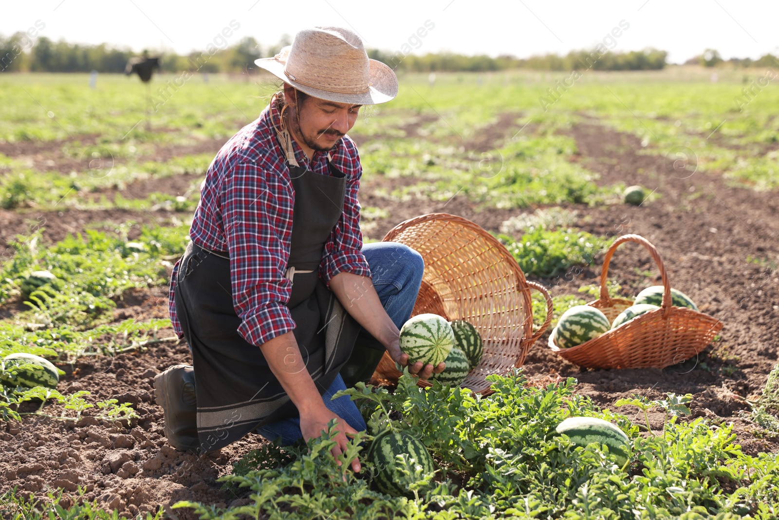 Photo of Man picking ripe watermelons in field on sunny day