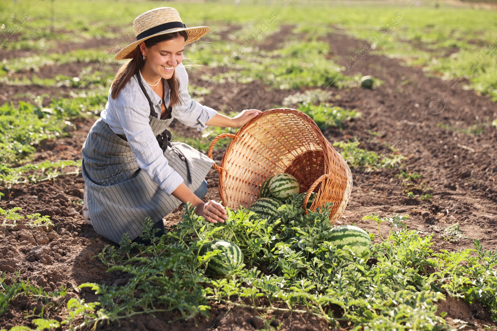 Photo of Woman picking ripe watermelons in field on sunny day