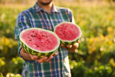 Man with halves of ripe watermelon in field on sunny day, closeup