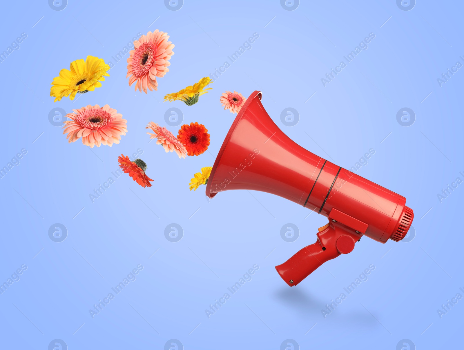 Image of Gerbera flowers flying out of red loudspeaker on light blue background