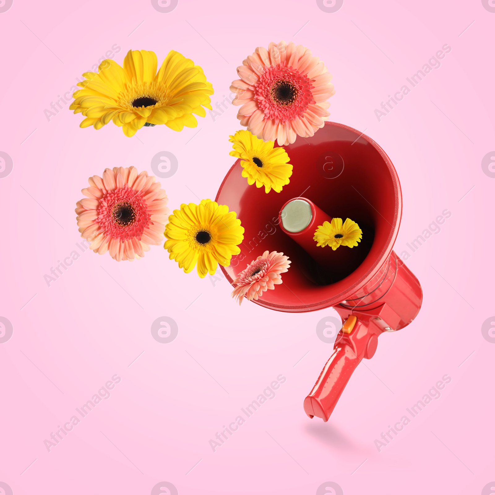 Image of Gerbera flowers flying out of red loudspeaker on pink background