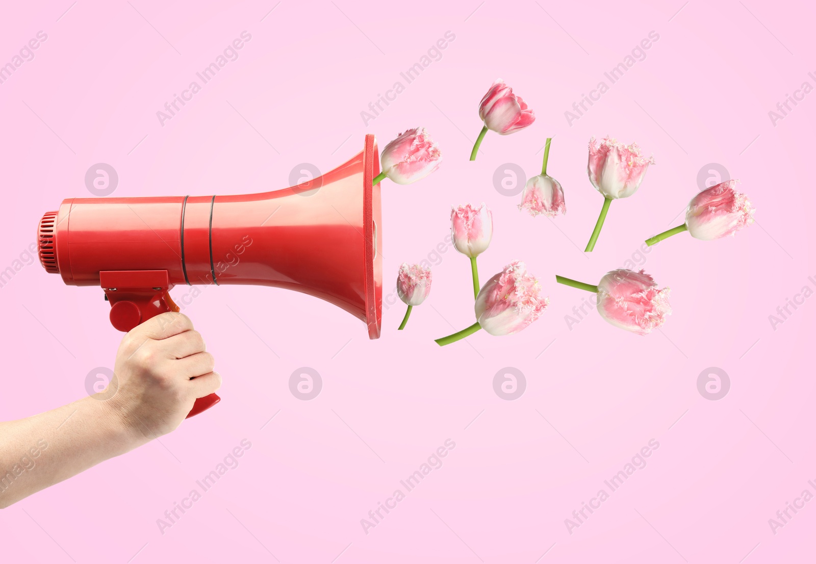 Image of Tulip flowers flying out of red loudspeaker in woman's hand on pink background, closeup