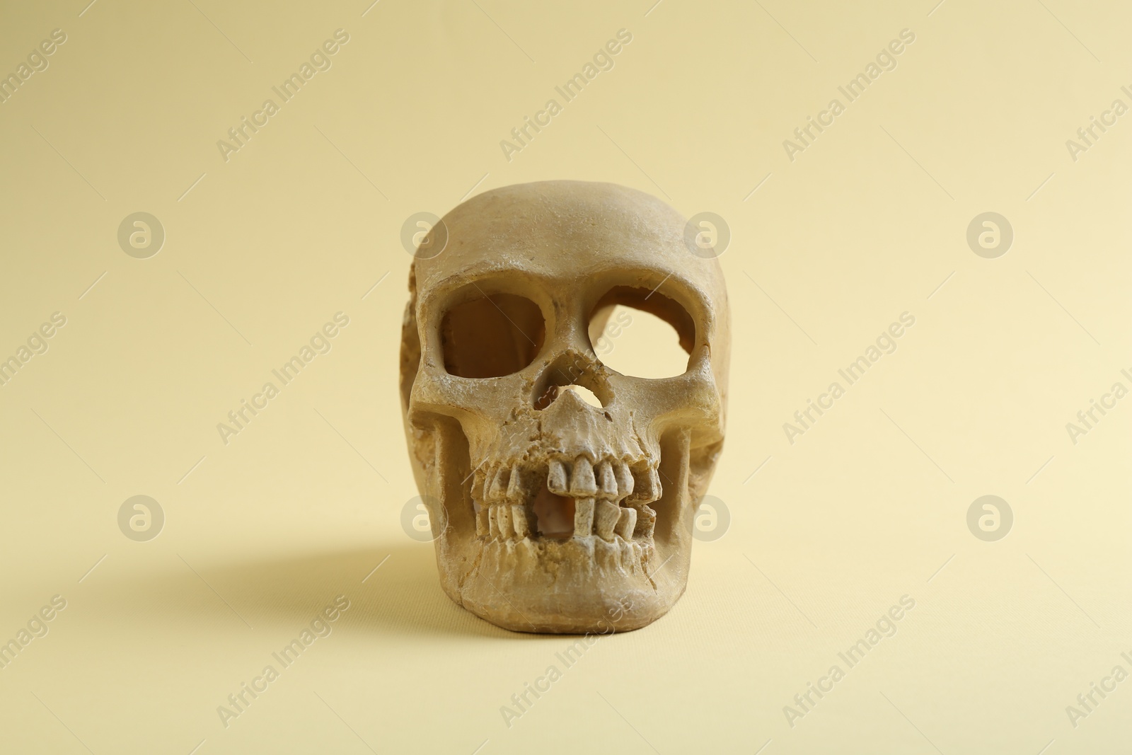 Photo of One old human skull on beige background