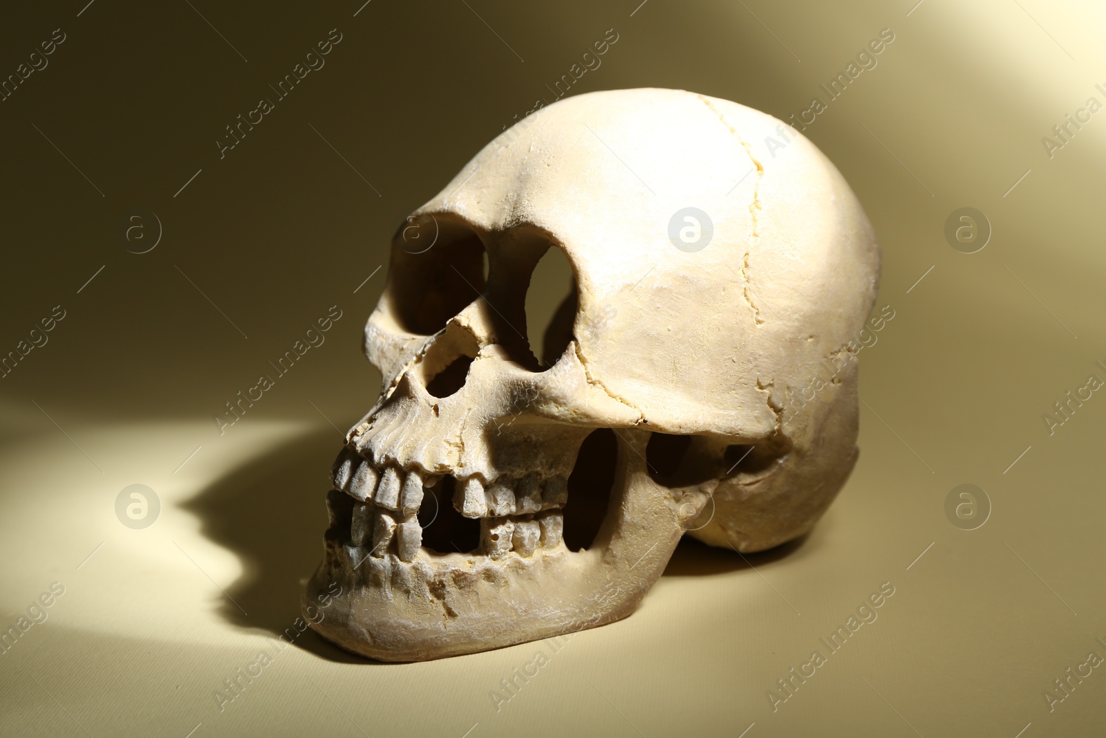 Photo of One old human skull on beige background