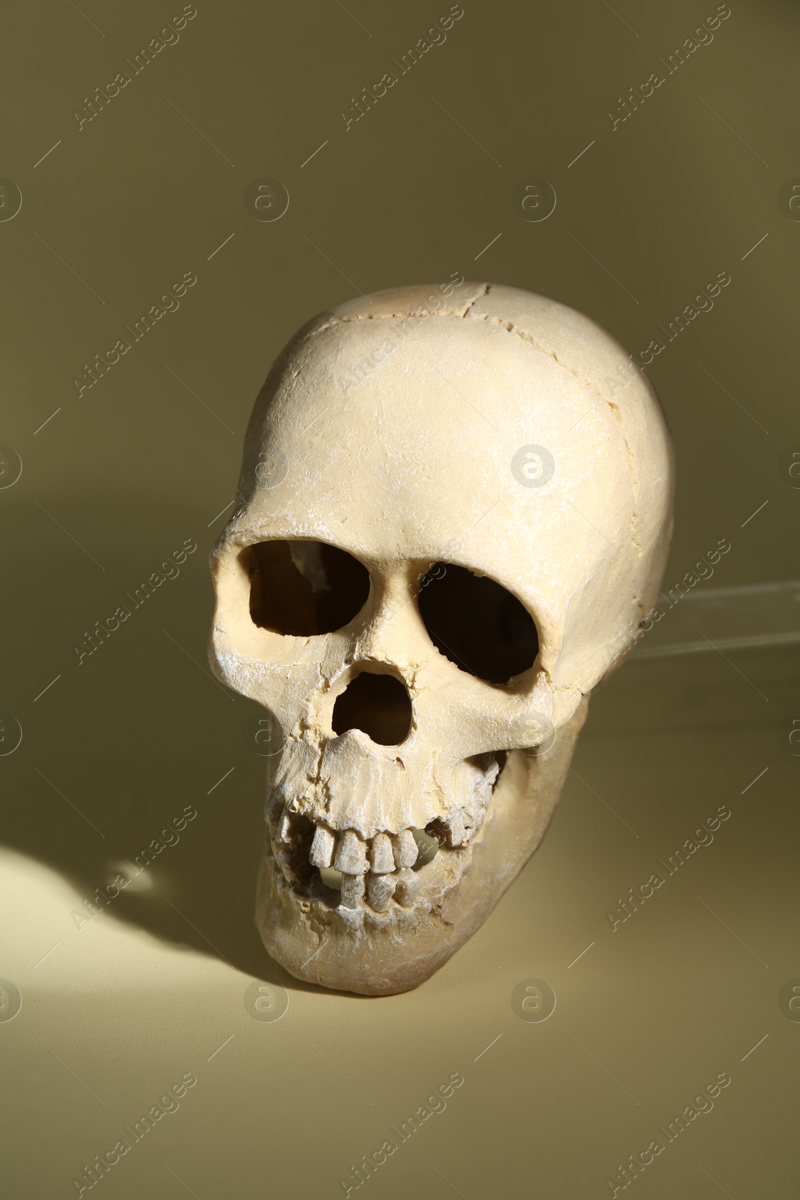 Photo of One old human skull on beige background