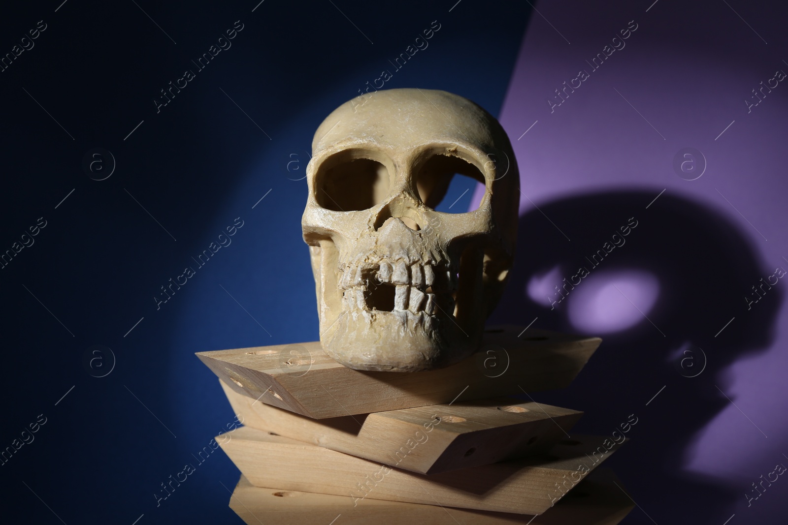 Photo of Human skull and wooden blocks on color background