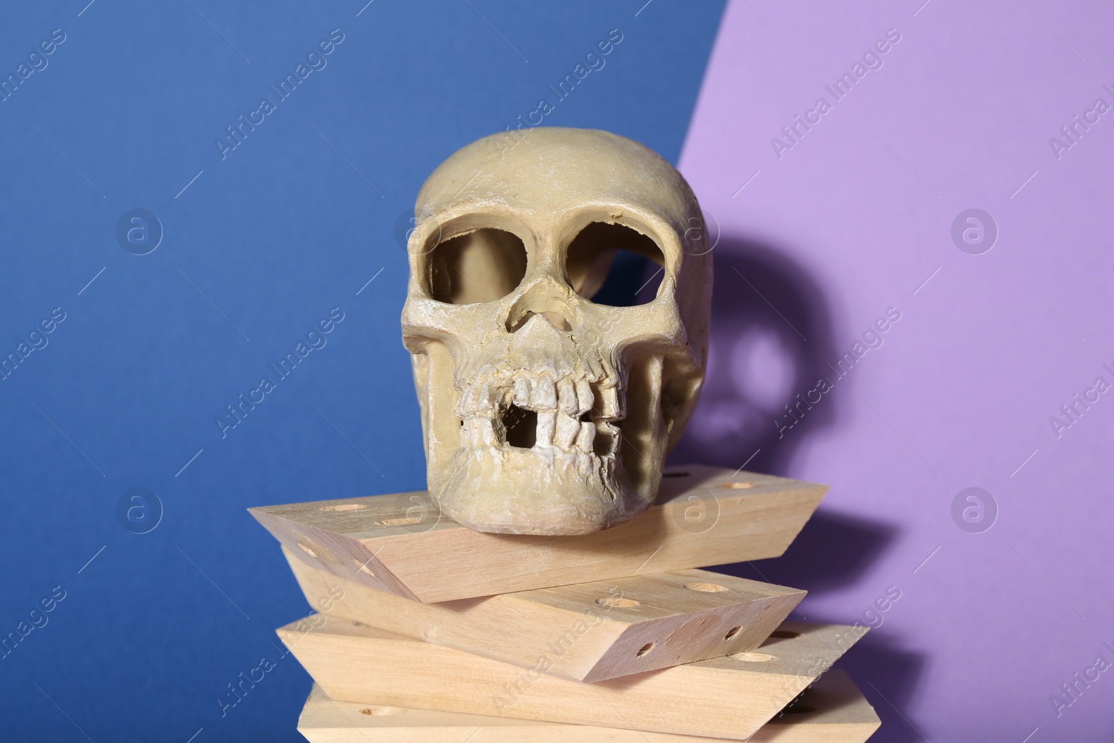 Photo of Human skull and wooden blocks on color background