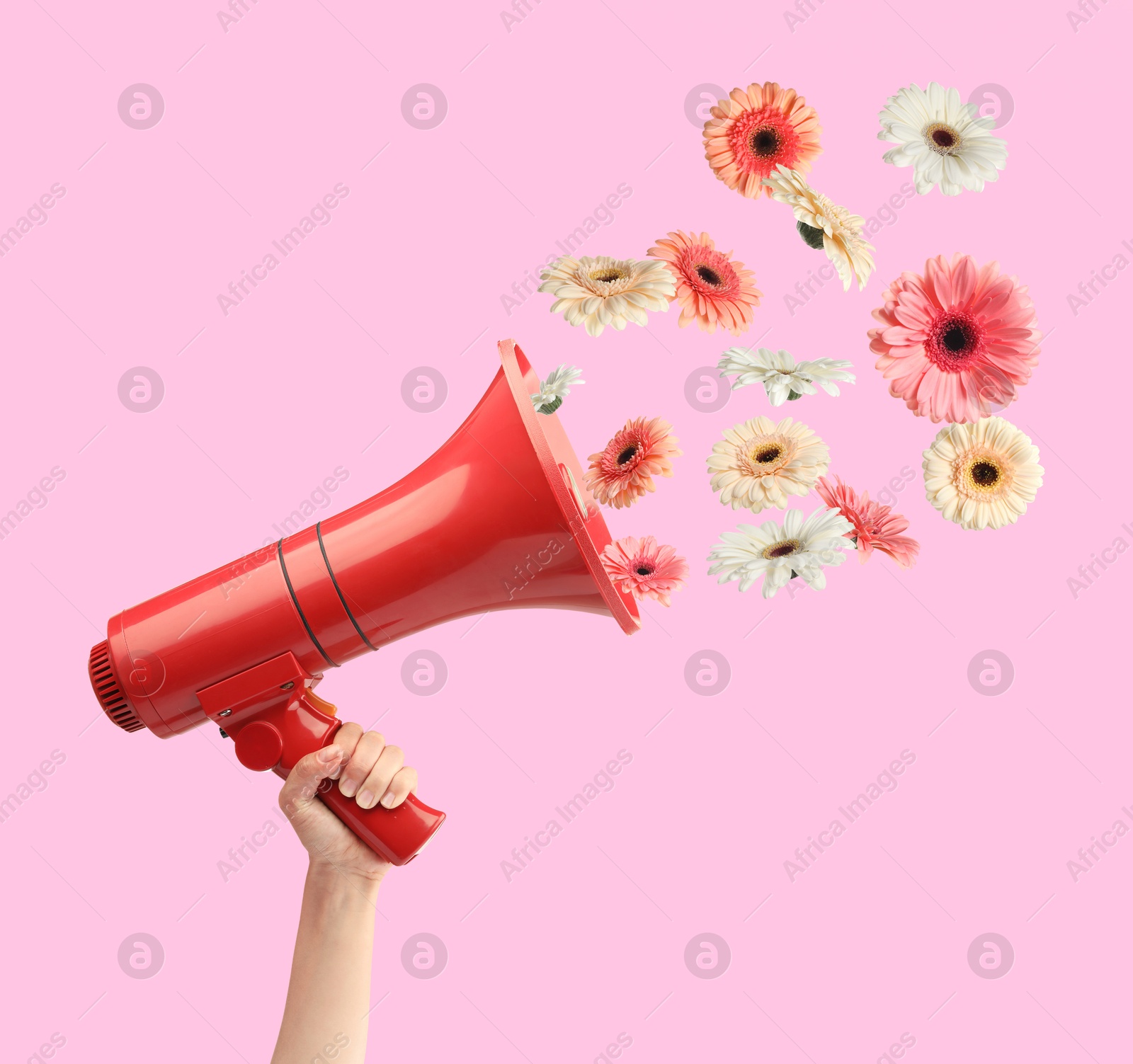 Image of Gerbera flowers flying out of red loudspeaker in woman's hand on pink background, closeup