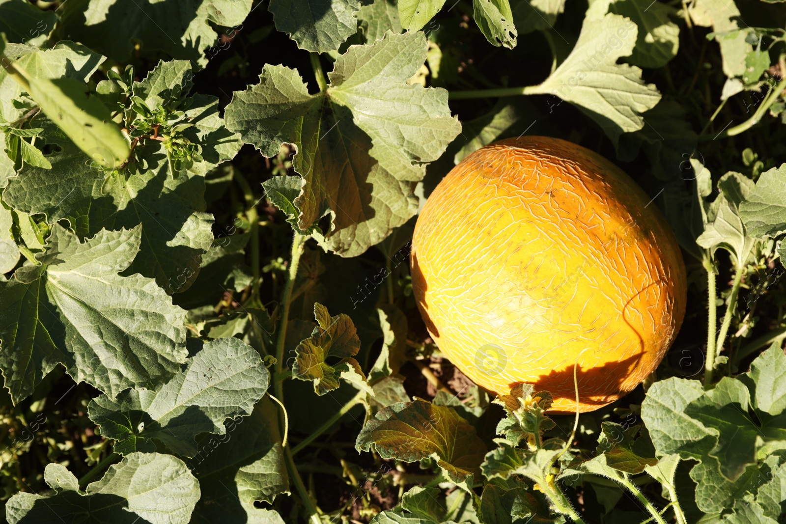 Photo of Ripe melon growing in field on sunny day