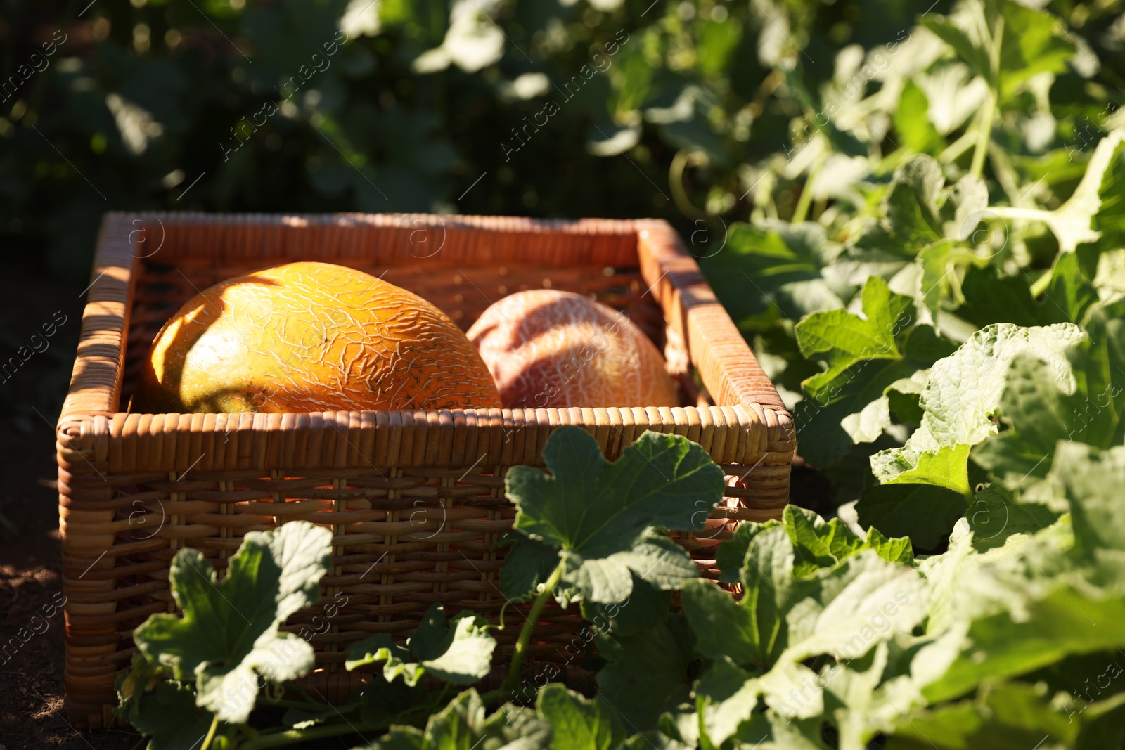 Photo of Ripe melons in wicker crate on sunny day, closeup