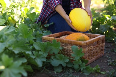 Photo of Woman picking ripe melons into wicker crate in field, closeup