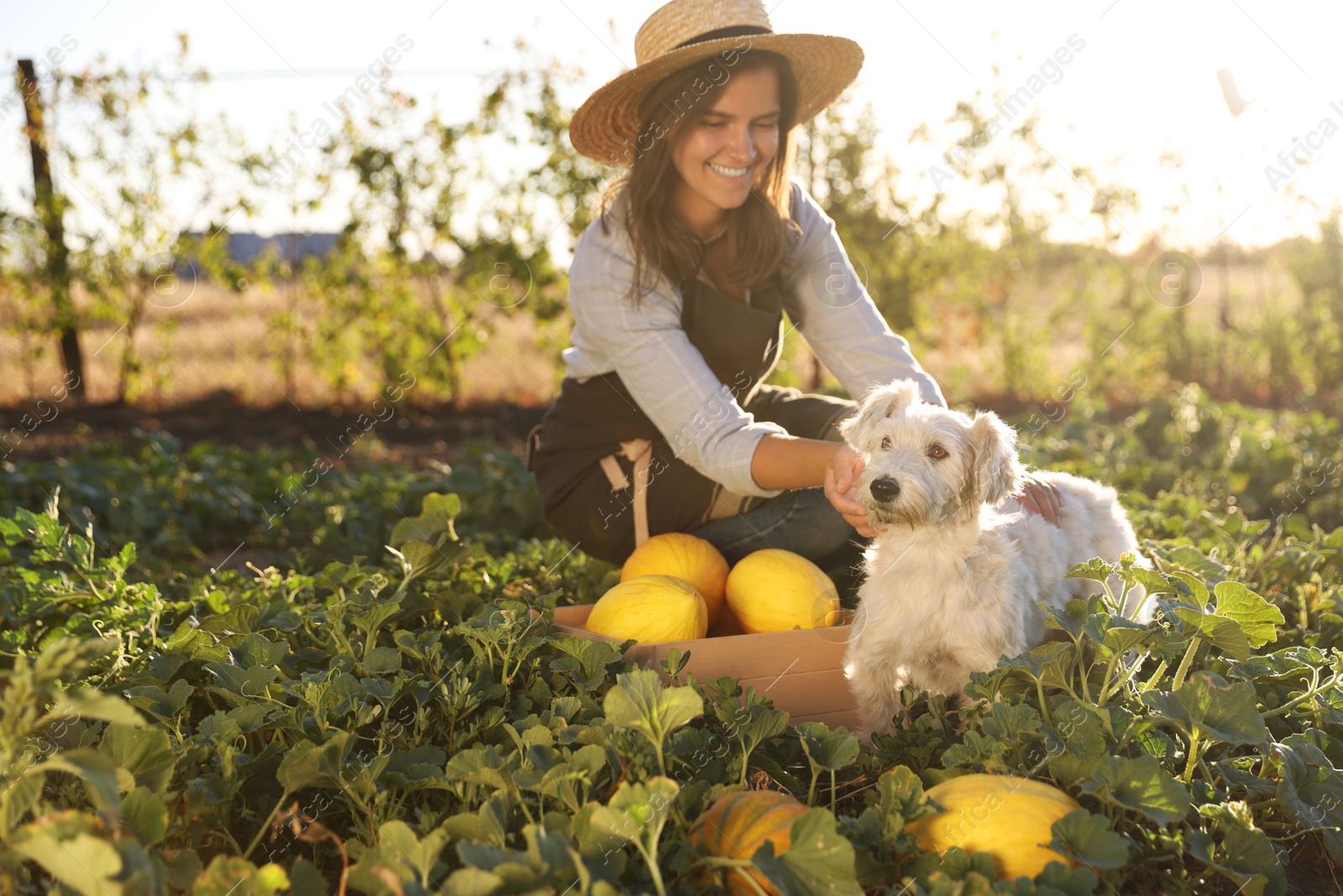 Photo of Smiling woman with cute dog and ripe melons in field