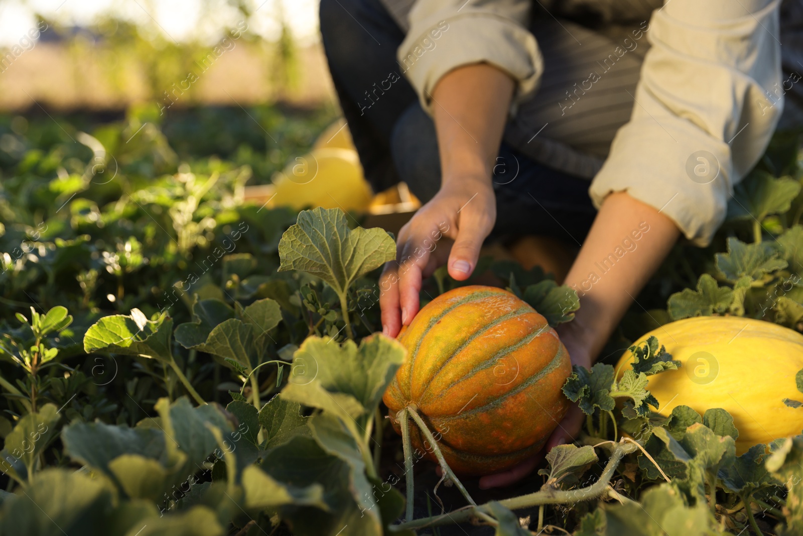 Photo of Woman picking ripe melons in field, closeup