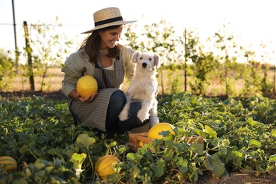 Photo of Smiling woman with cute dog picking ripe melons in field